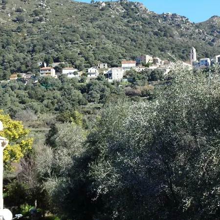 L'oliveraie * Zilia